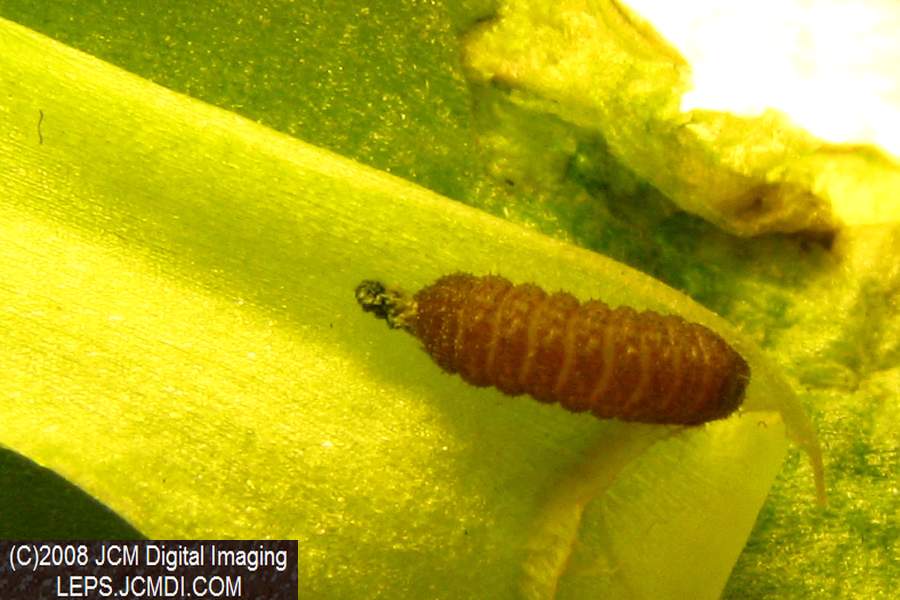 Philotes sonorensis (Sonoran Blue) life cycle images from jcmdi.com
